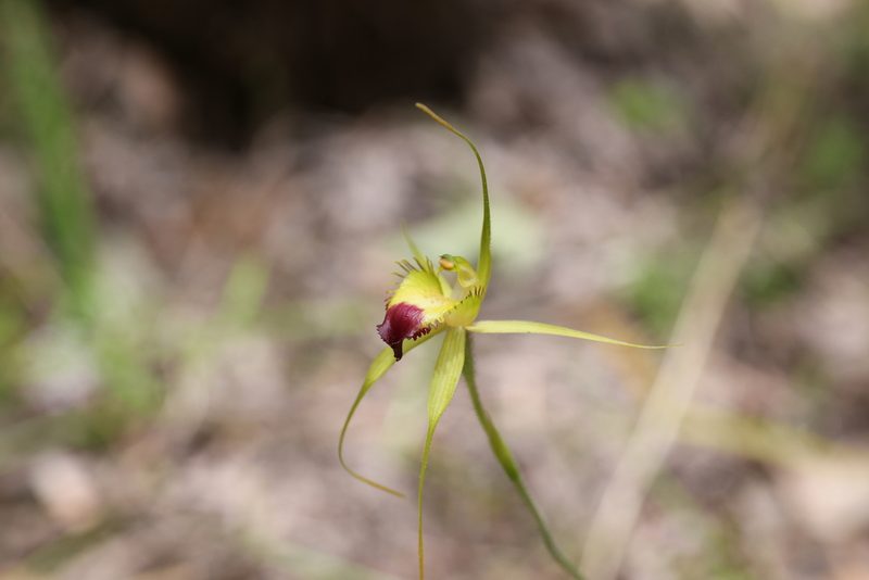 Caladenia infundibularis, photographed by Hugo Innes