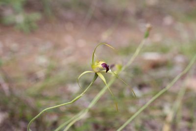 Caladenia infundibularis, photographed by Hugo Innes