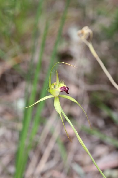 Caladenia infundibularis, photographed by Hugo Innes