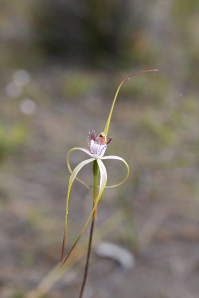 Caladenia lodgeana, photographed by Hugo Innes
