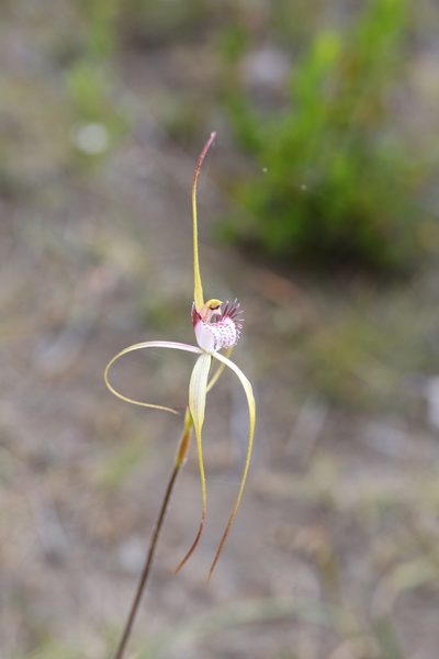 Caladenia lodgeana, photographed by Hugo Innes