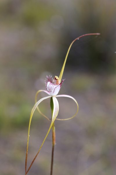 Caladenia lodgeana, photographed by Hugo Innes