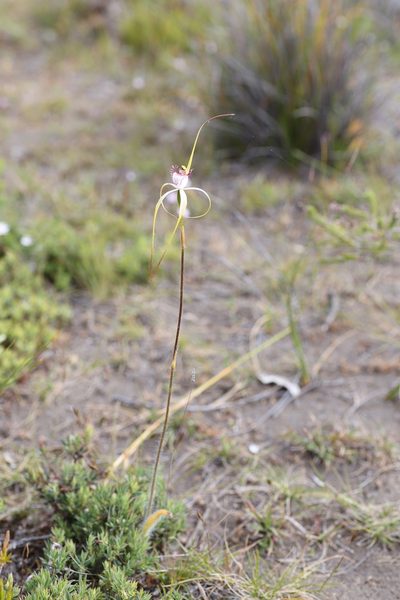 Caladenia lodgeana, photographed by Hugo Innes