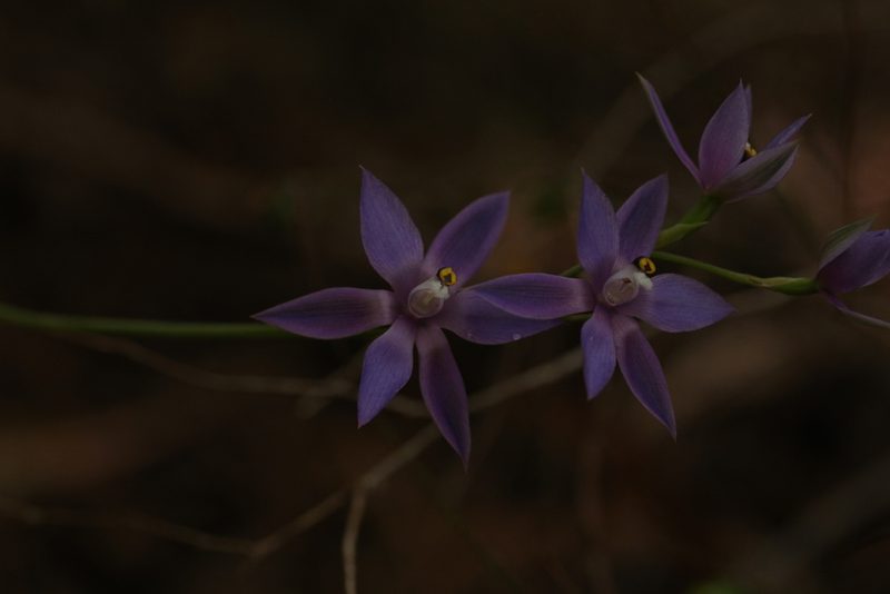 Thelymitra macrophylla, photographed by Hugo Innes