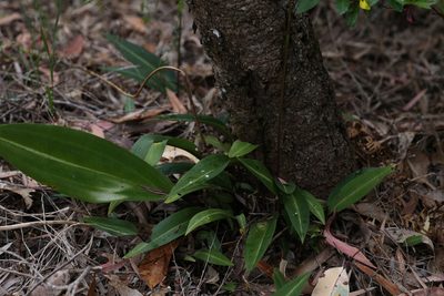 Cryptostylis ovata, photographed by Hugo Innes