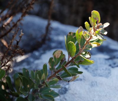 Searsia scytophylla, photographed by Tony Rebelo