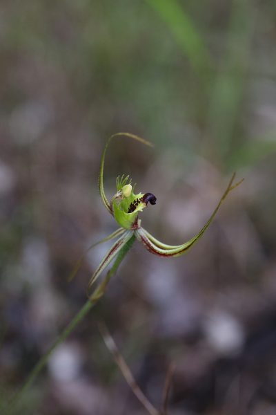 Caladenia attingens, photographed by Hugo Innes