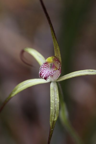 Caladenia abbreviata, photographed by Hugo Innes