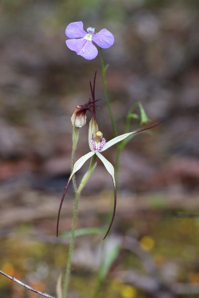 Caladenia abbreviata, photographed by Hugo Innes