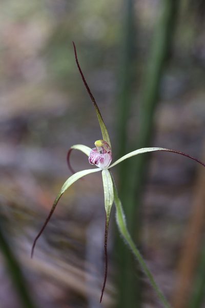 Caladenia abbreviata, photographed by Hugo Innes