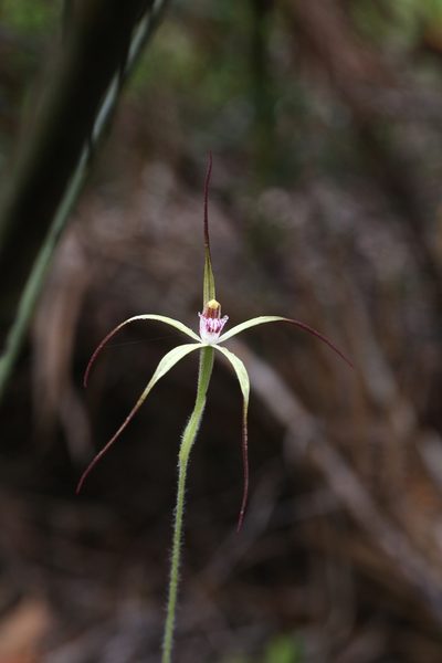 Caladenia abbreviata, photographed by Hugo Innes