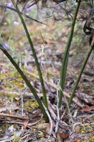 Caladenia abbreviata, photographed by Hugo Innes