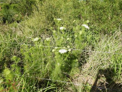 Visnaga daucoides, photographed by Eduardo Luis Beltrocco