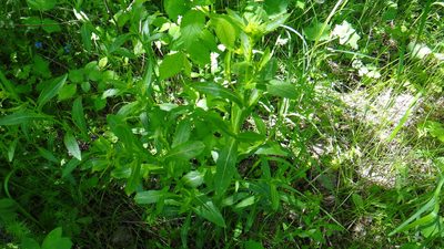 Rorippa austriaca, photographed by Sashko