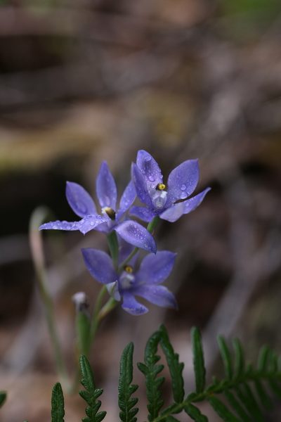 Thelymitra paludosa, photographed by Hugo Innes