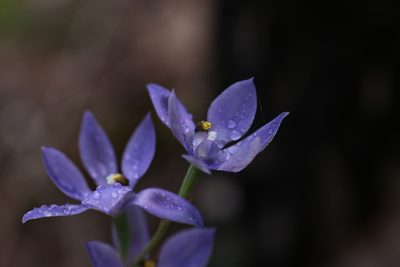 Thelymitra paludosa, photographed by Hugo Innes