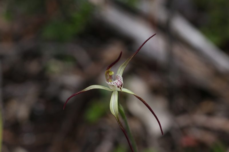 Caladenia abbreviata, photographed by Hugo Innes