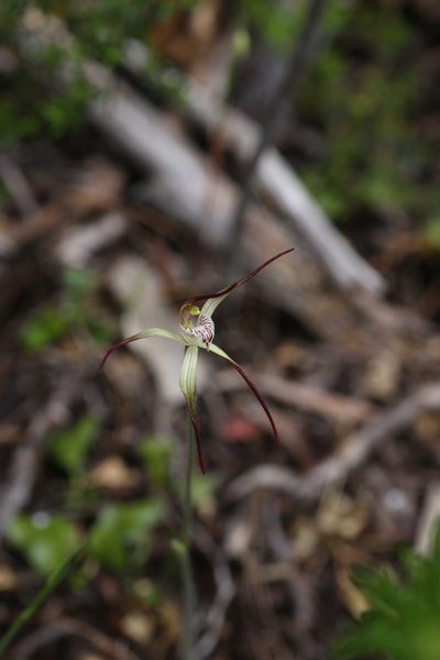 Caladenia abbreviata, photographed by Hugo Innes