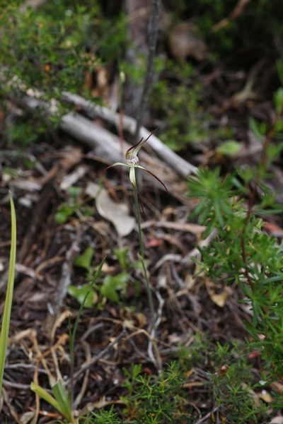 Caladenia abbreviata, photographed by Hugo Innes