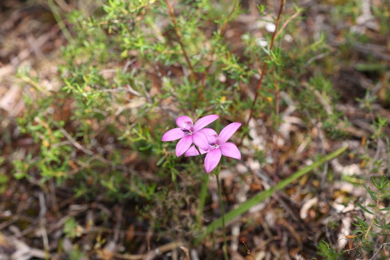 Caladenia emarginata, photographed by Hugo Innes