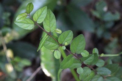 Sageretia thea, photographed by Agnes Trekker