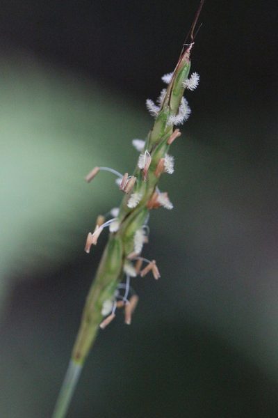 Ischaemum barbatum, photographed by Agnes Trekker