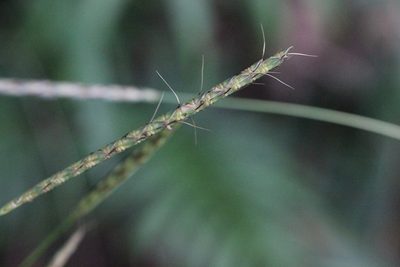Ischaemum barbatum, photographed by Agnes Trekker