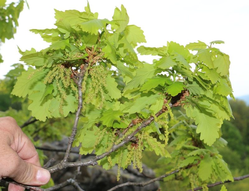 Quercus macranthera, photographed by Юрий Данилевский (Yuriy Danilevsky)