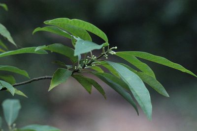 Litsea cubeba, photographed by Agnes Trekker