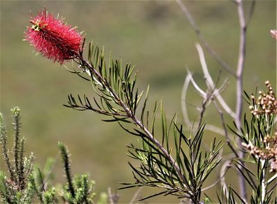Melaleuca linearis, photographed by Dave Brown