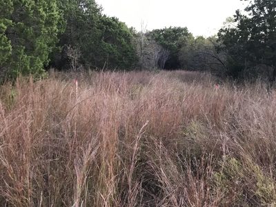 Schizachyrium scoparium, photographed by Cliff Tyllick
