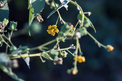 Abutilon trisulcatum, photographed by Melissa McMasters