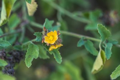Malvastrum americanum, photographed by Melissa McMasters