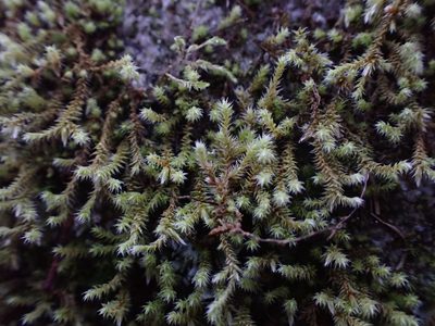 Hedwigia stellata, photographed by Randal