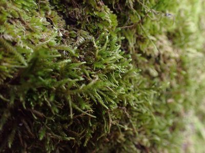 Antitrichia californica, photographed by Randal
