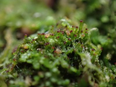 Crossocalyx hellerianus, photographed by Randal