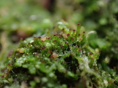 Crossocalyx hellerianus, photographed by Randal
