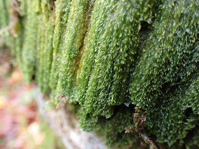 Brotherella roellii, photographed by Randal