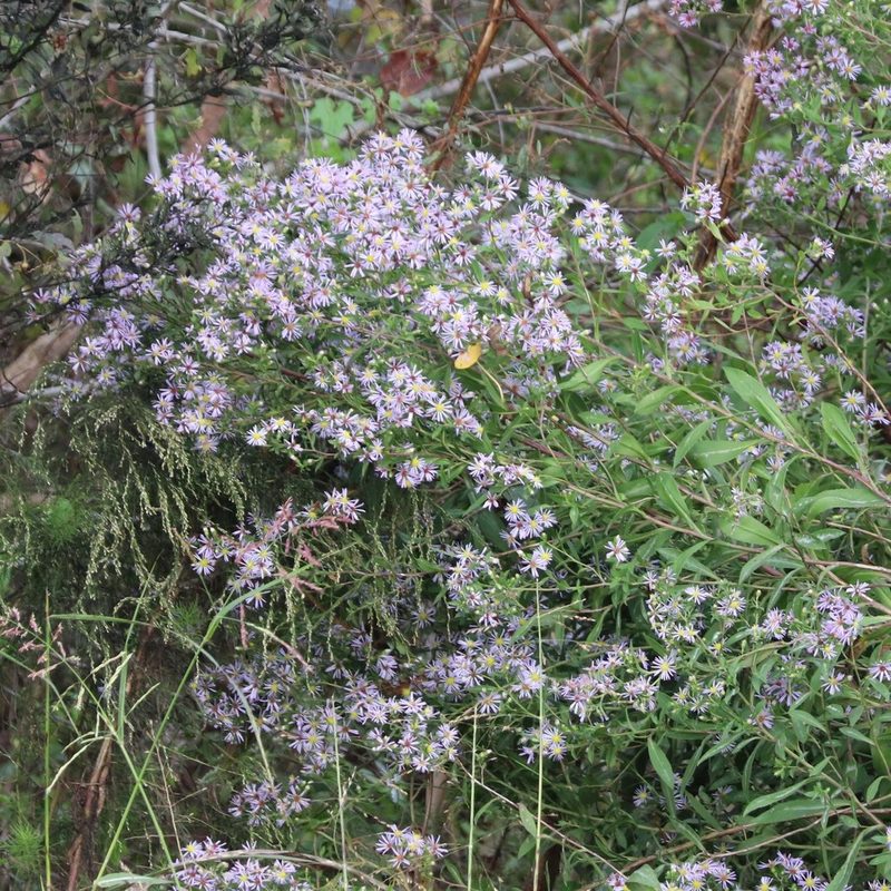 Symphyotrichum elliottii, photographed by Mark Apgar
