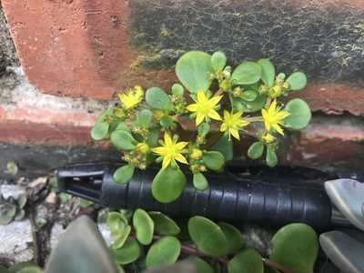 Sedum tetractinum, photographed by Presha Soogrim