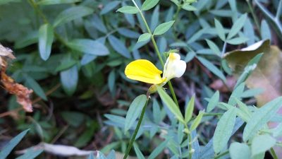 Hosackia oblongifolia, photographed by velodrome