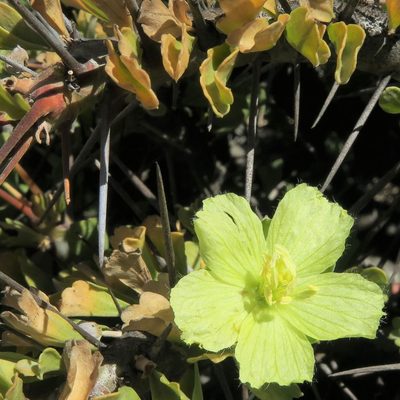 Sarcocaulon ciliatum, photographed by Kevin Murray