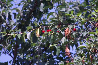 Prunus cerasus, photographed by Codrin Bucur