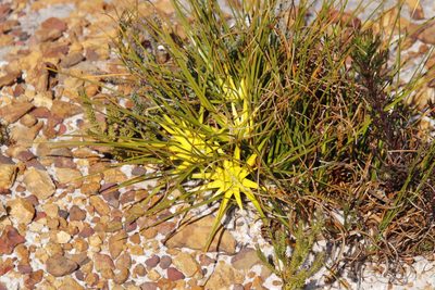 Ficinia radiata, photographed by Tony Rebelo