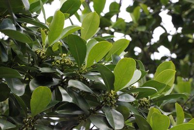 Carallia brachiata, photographed by Agnes Trekker
