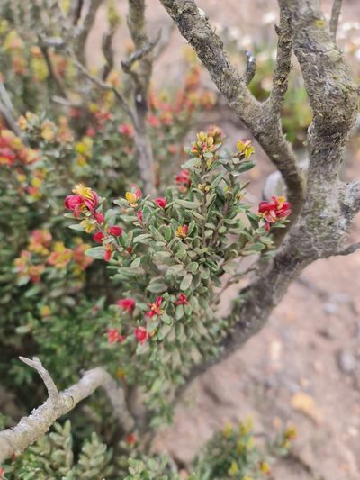 Myrceugenia rufa, photographed by Javier Conejeros Gastó