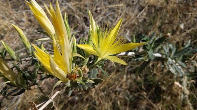 Mentzelia laevicaulis