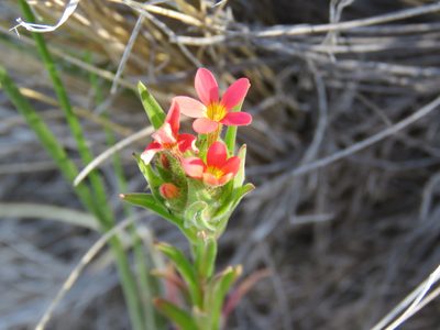 Collomia biflora, photographed by Nicolas Olejnik