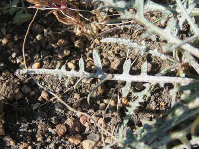 Hypochaeris incana, photographed by Nicolas Olejnik