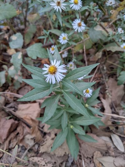 Symphyotrichum eulae, photographed by mattmsa